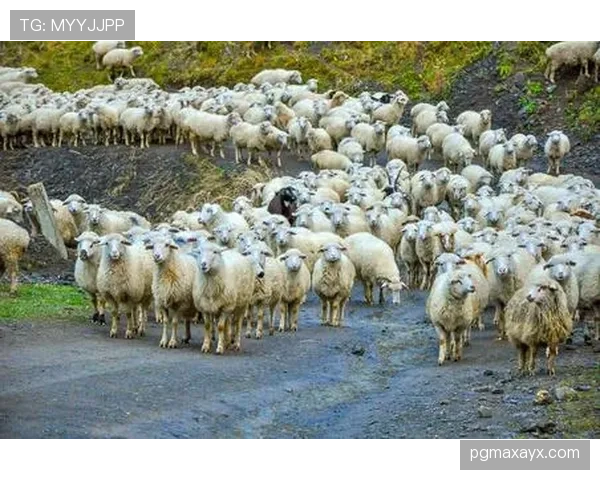 梅里诺羊毛引领新季时尚潮流，舒适与优雅共塑生活方式新风尚